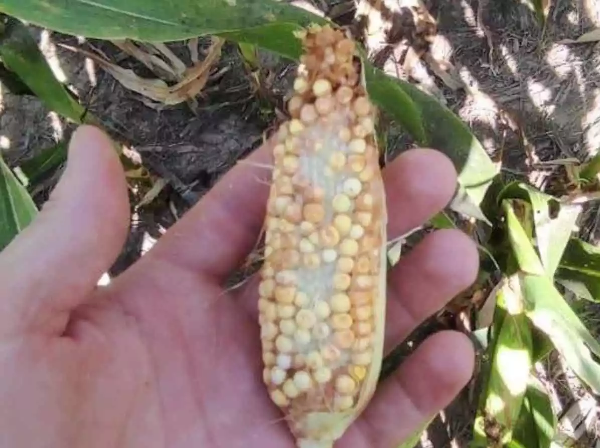  Maize pod affected by leafhopper insect
